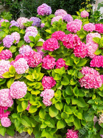 Hortensia "Mirai"