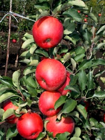 Pommier Champion