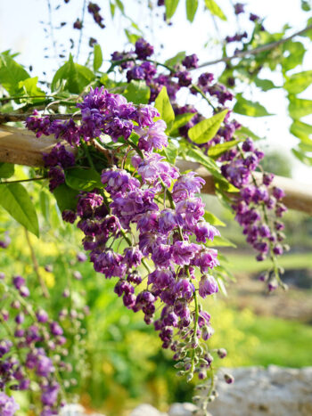 Glycine "Lyana"