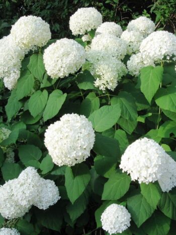 Hortensia Blanc