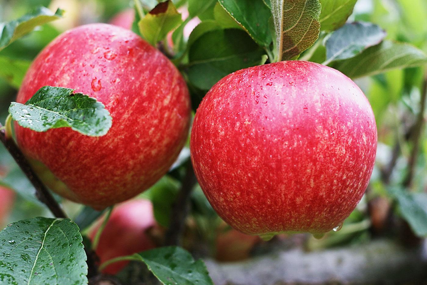 Pomme ''Royal Gala''