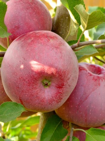 Pommier "Florina"