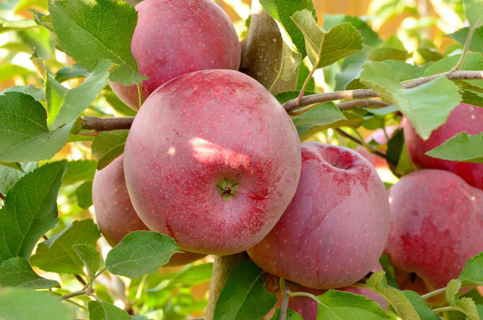Pommier "Florina"