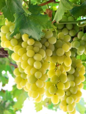 Vigne "Italia" produit des raisins de table