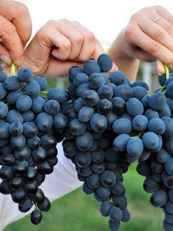 Vigne "Moldova" produit des raisins de table