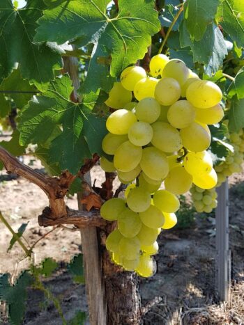 Vigne "Victoria" produit des raisins de table