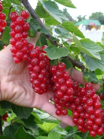 Groseille Rouge "Natalie"