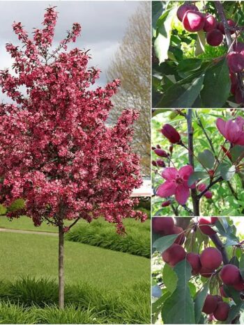 Pomme Japonaise