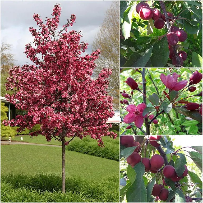 Pommier Japonaise