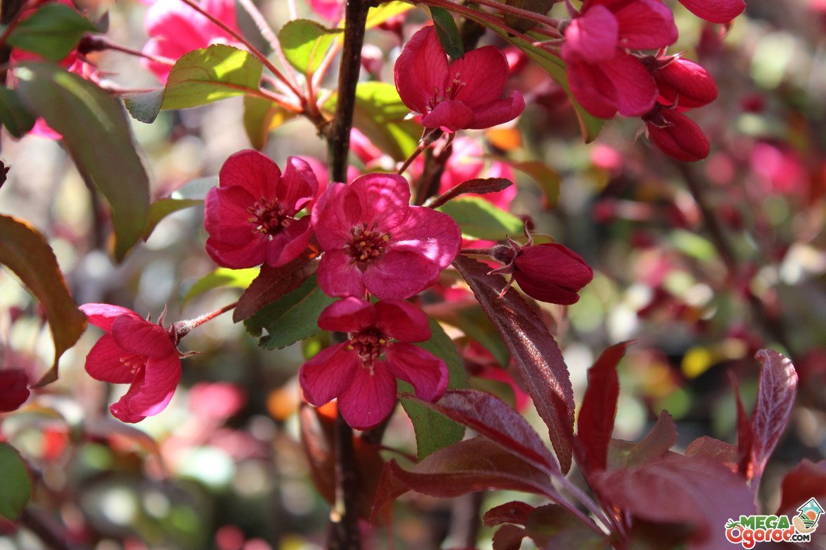 Pommier Japonaise