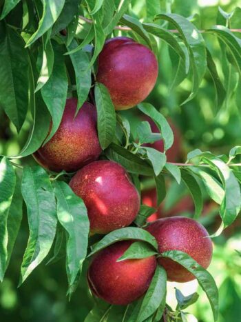 PÊCHE "NECTARINE"