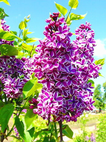 LILAS MAGIC SENSATION