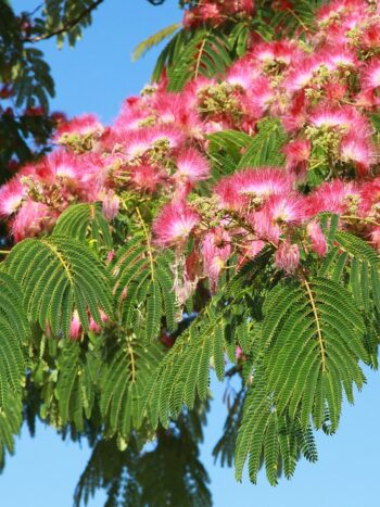 L'ALBIZIA OMBRELA