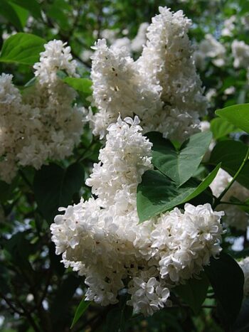 LILAS MADAME LEMOINE