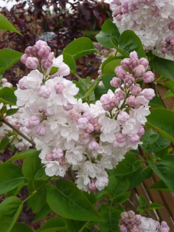 LILAS BELLE DE MOSCOU