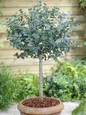 EUCALYPTUS GUNNII