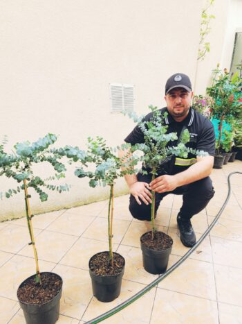 EUCALYPTUS GUNNII
