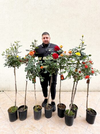 KIT 5 PCS ROSIER TIGE MIXT 5 COLOR