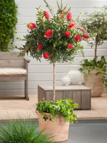 CALLISTEMON SUR TIGE