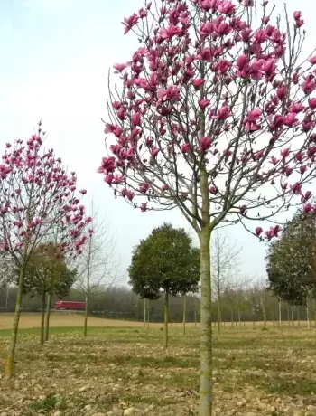 MAGNOLIA SOULANGEANA SUR TIGE