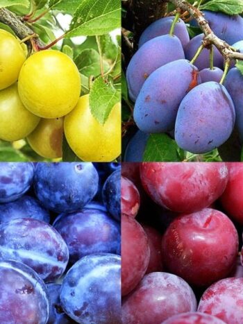 MIX 4 PCS ARBRES PRUNIER