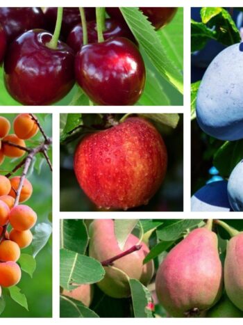 MIX 5 PCS ARBRES FRUITIERS