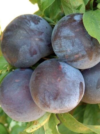 PRUNIER BLACK AMBER