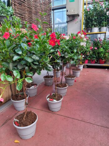 DIPLADENIA SUR TIGE