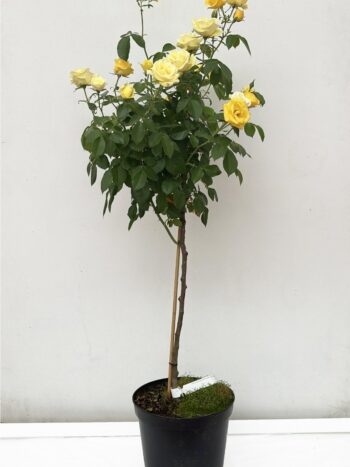 Rosier-tige Rosa Friesia 160 CM